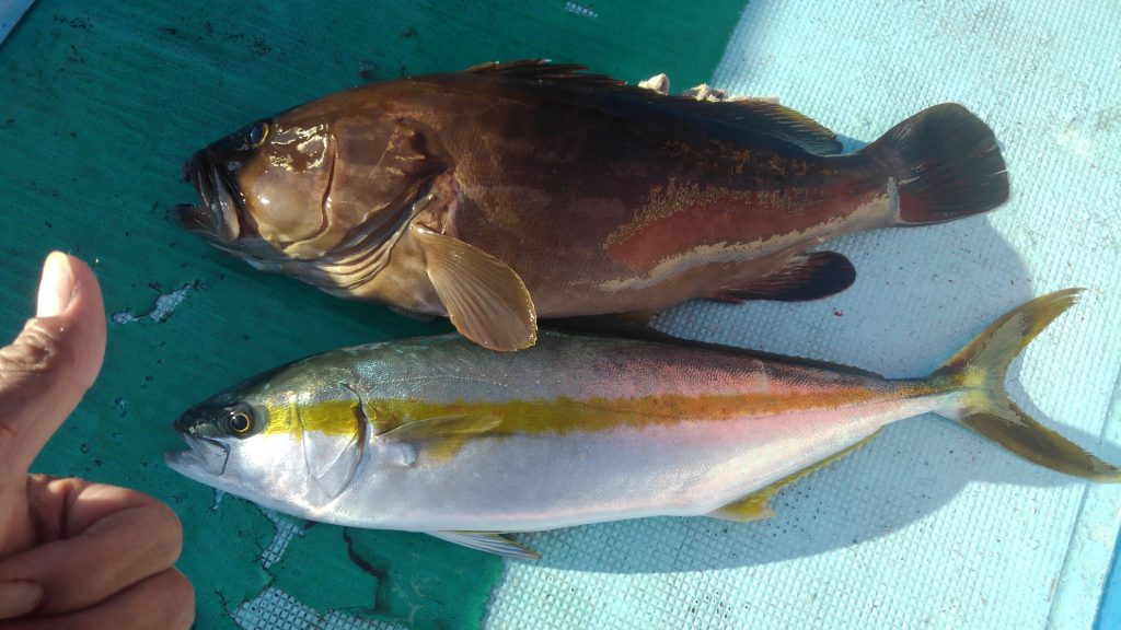 浜田港 活きエサで大物釣り スタッフ釣行レポート 釣具 えさの販売のアングルグループ