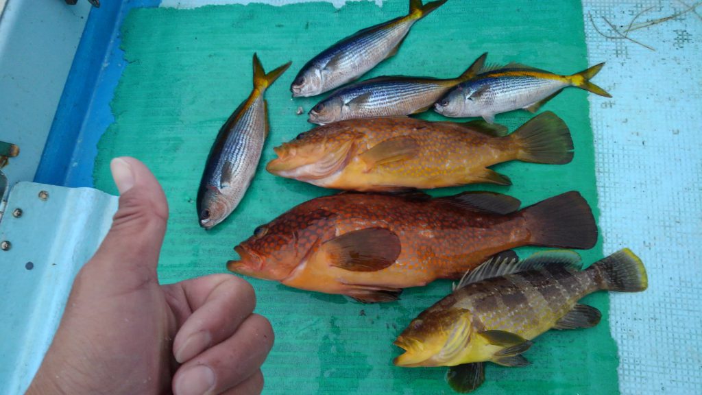 浜田港 安定の根魚 スタッフ釣行レポート 釣具 えさの販売のアングルグループ