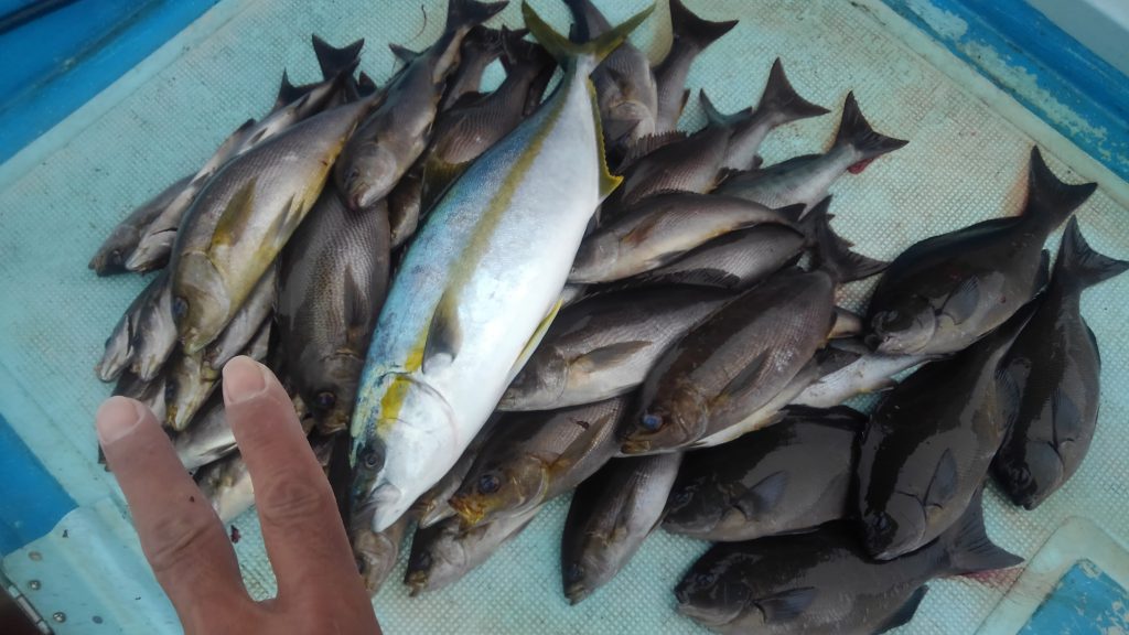 浜田港 今年は早い イサキ釣り スタッフ釣行レポート 釣具 えさの販売のアングルグループ